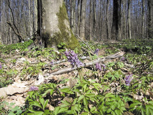 Весной в лесу